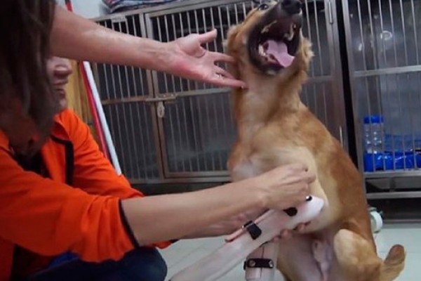 Video: así reaccionó un perro que había perdido dos patas y le pusieron prótesis | Curiosidades