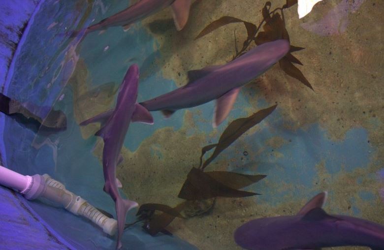Encontraron a diez tiburones en el sótano de una casa de Nueva York | Internacionales