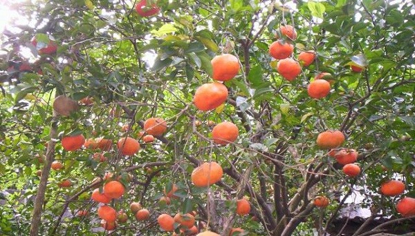 Murió una nena tras comer una mandarina arrancada de árboles | Actualidad