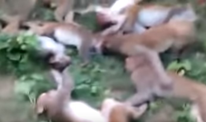 Doce monos murieron de un ataque al corazón al mismo tiempo al ser asustados por un tigre | Curiosidades