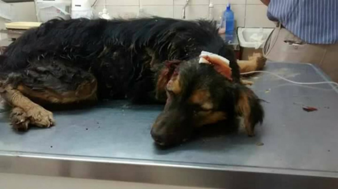 Horror en Corrientes: golpeó y enterró vivo a un perro | Actualidad