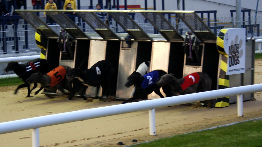 Escándalo en Irlanda: un galgo campeón dio positivo en cocaína | Internacionales