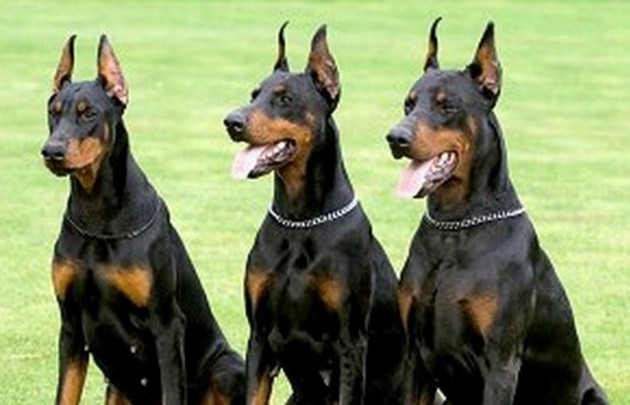 Una joven atacada por tres perros Doberman fue amputada y está grave | Actualidad