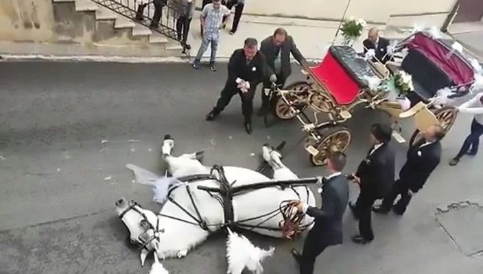 Video escalofriante: un caballo exhausto que se desplomó y murió en Italia | Curiosidades