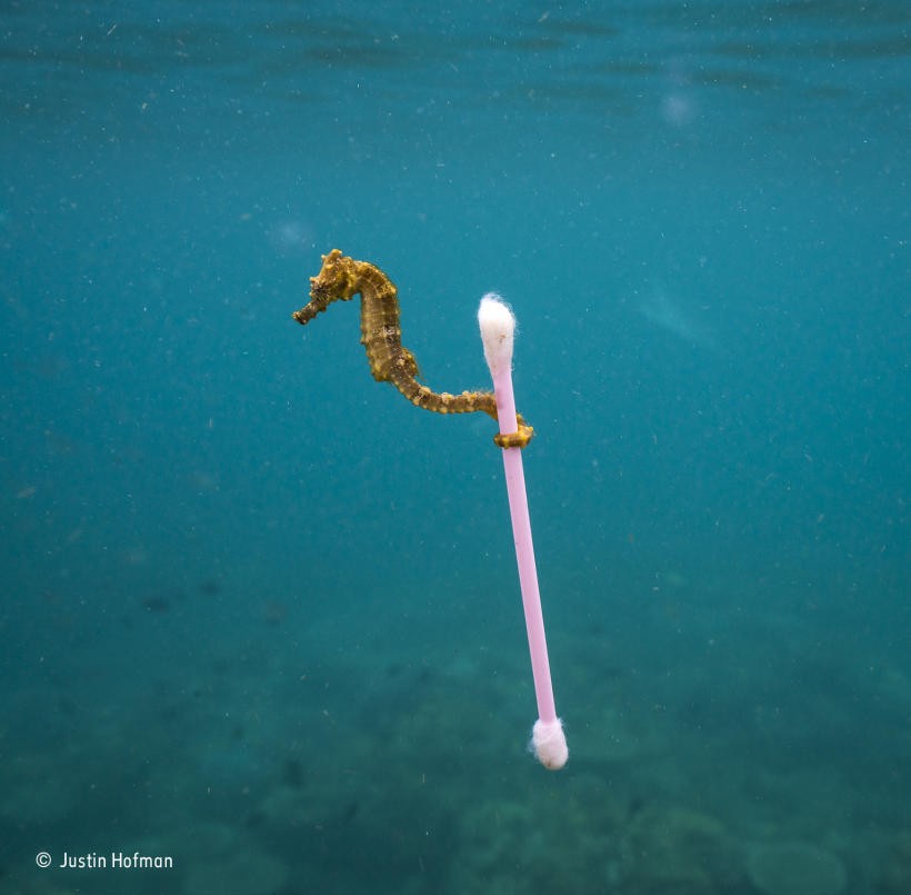 Impactantes fotos en concurso de vida salvaje | Internacionales