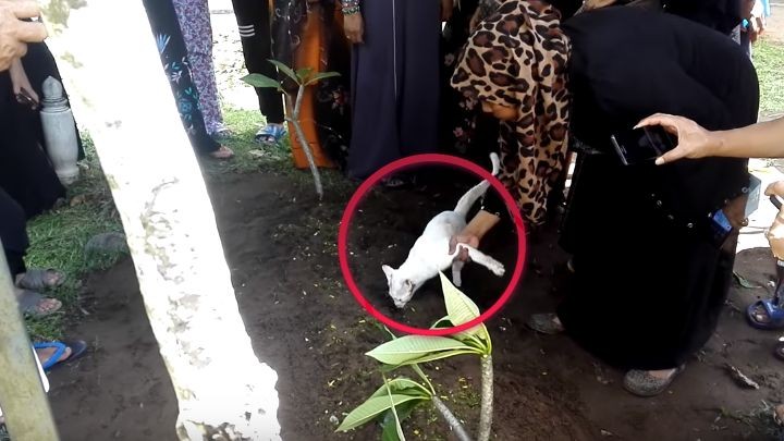 Video de amor puro: el gato que no quería despegarse de la tumba de su dueño | Curiosidades