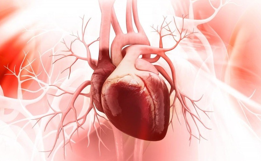 Científicos lograron regenerar un corazón tras un infarto | Internacionales