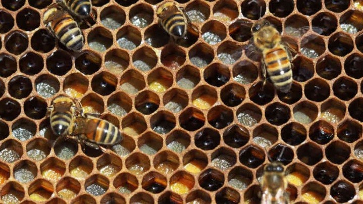 El 75 por ciento de la miel en todo el mundo contiene pesticidas que matan a las abejas | Internacionales