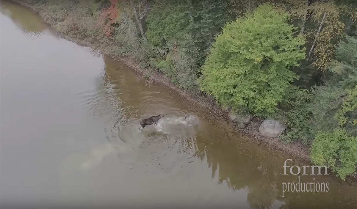 La brutal pelea entre un alce y un lobo en Canadá | Curiosidades