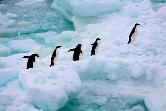 Alarma por una muerte masiva de pingüinos en la Antártida | Internacionales