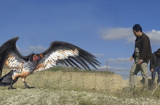 Marcos Paz: hallan restos de una especie de cóndor de hace 30 mil años | Actualidad
