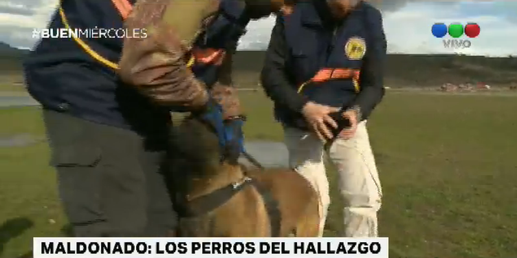 Los ocho perros que hicieron posible el hallazgo del cuerpo | Actualidad