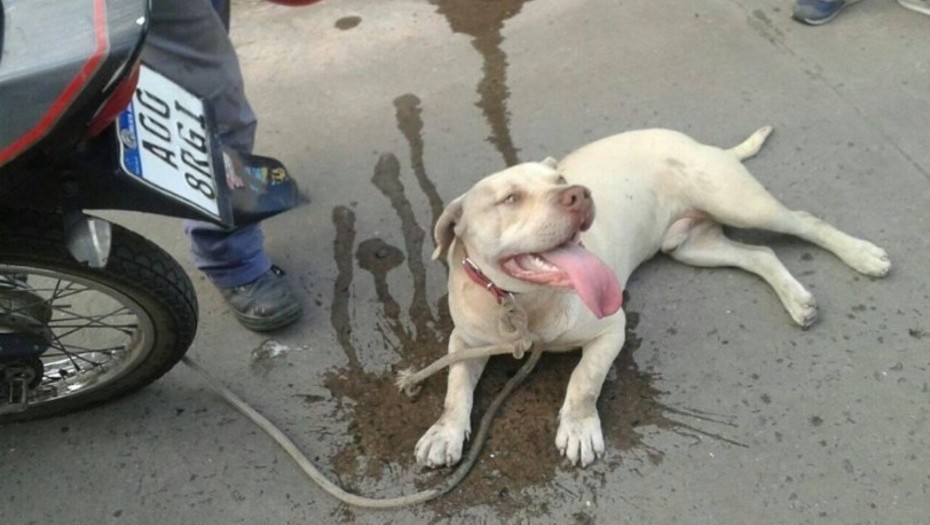 Un hombre ató a un perro a su moto y lo arrastró hasta quemarlo con el asfalto | Actualidad