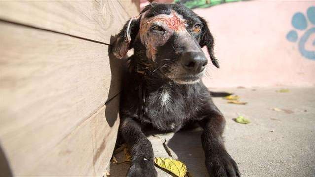 La historia de "Lina", la perra que fue atacada con aceite hirviendo e igual amantó a sus cachorros | Actualidad