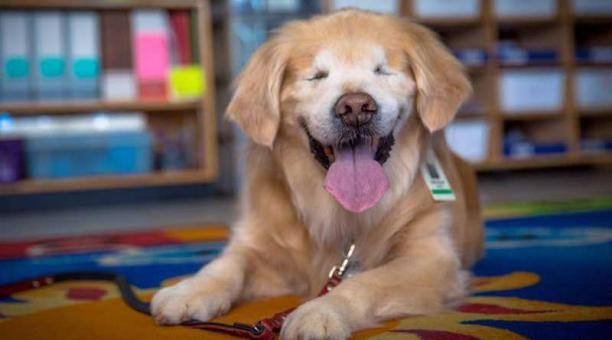 Murió Smiley, el perro ciego que ayudaba a chicos discapacitados | Internacionales