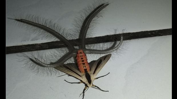 El espeluznante insecto hallado en Indonesia que causó terror en las redes sociales | Curiosidades