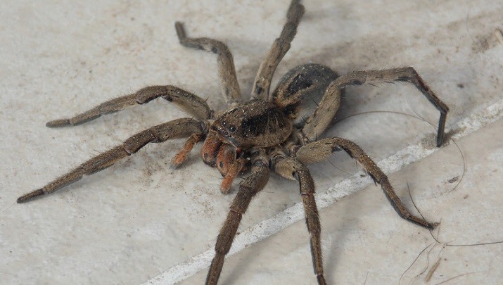 India: fue al hospital por un dolor de cabeza y le sacaron una araña viva del oído | Redes