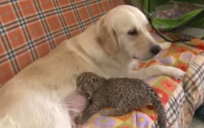 Video: perra adoptó a un leopardo recién nacido | Redes