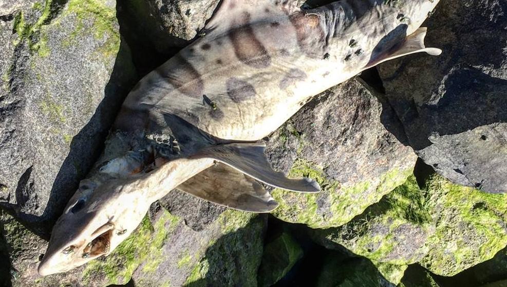 Resolvieron el misterio de los tiburones zombies | Curiosidades