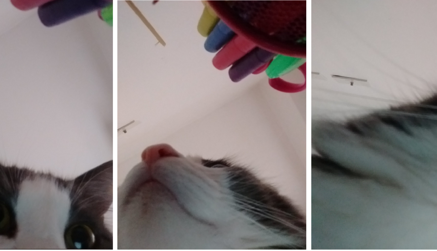 Una chica publicó las selfies que su gato se sacó con su celular y estallaron las redes | Redes