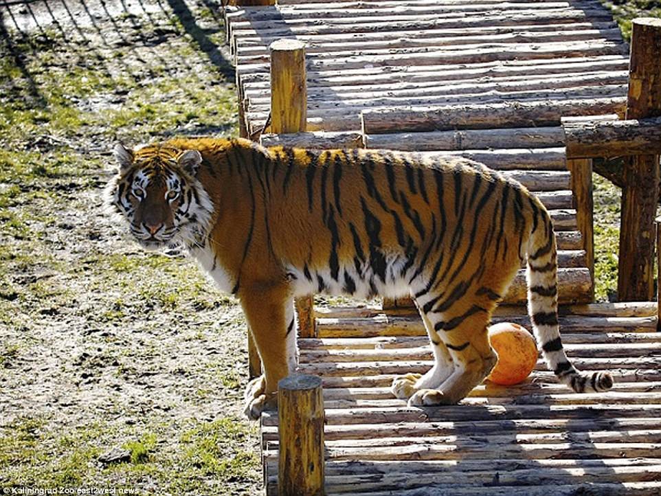 Impactantes imágenes: la cuidadora de un zoológico de Rusia fue atacada por un tigre | Internacionales