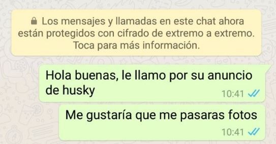 Una chica quiso adoptar un perro, pidió fotos y la respuesta generó indignación en las redes | Redes