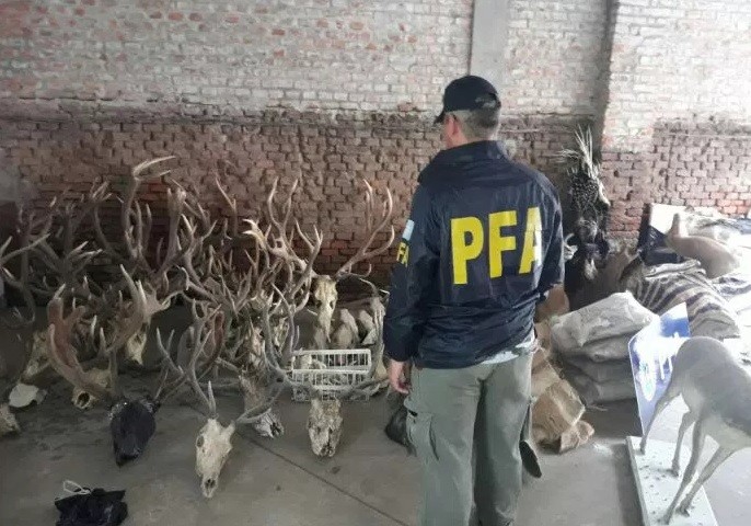 Allanaron un local en donde practicaban taxidermia de animales | Actualidad