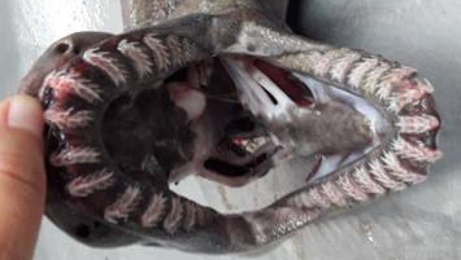 Capturan un tiburón prehistórico que tiene 300 dientes afilados | Curiosidades