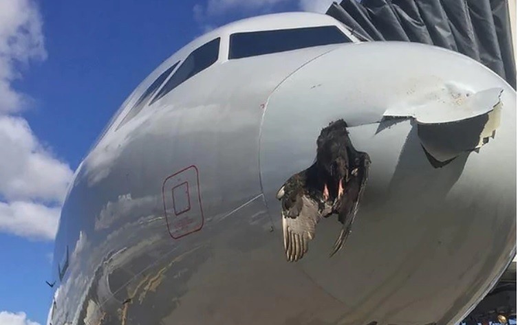 Video: así quedó un pájaro que se incrustó en el fuselaje de un avión | Internacionales