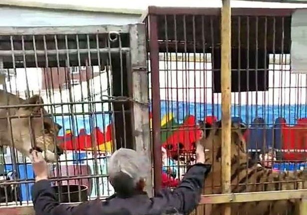Video: metió la mano en la jaula y un tigre lo mordió | Internacionales
