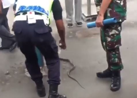 Video: un pasajero mató a una serpiente en el tren para no llegar tarde al trabajo | Curiosidades