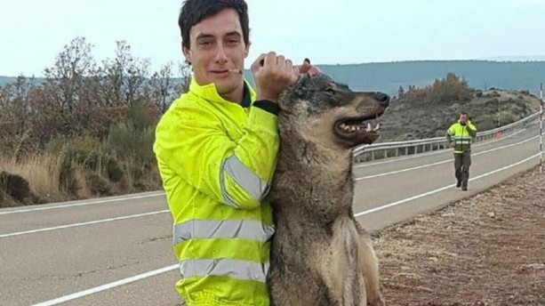 Atropelló a un lobo y posó con el cuerpo muerto | Actualidad