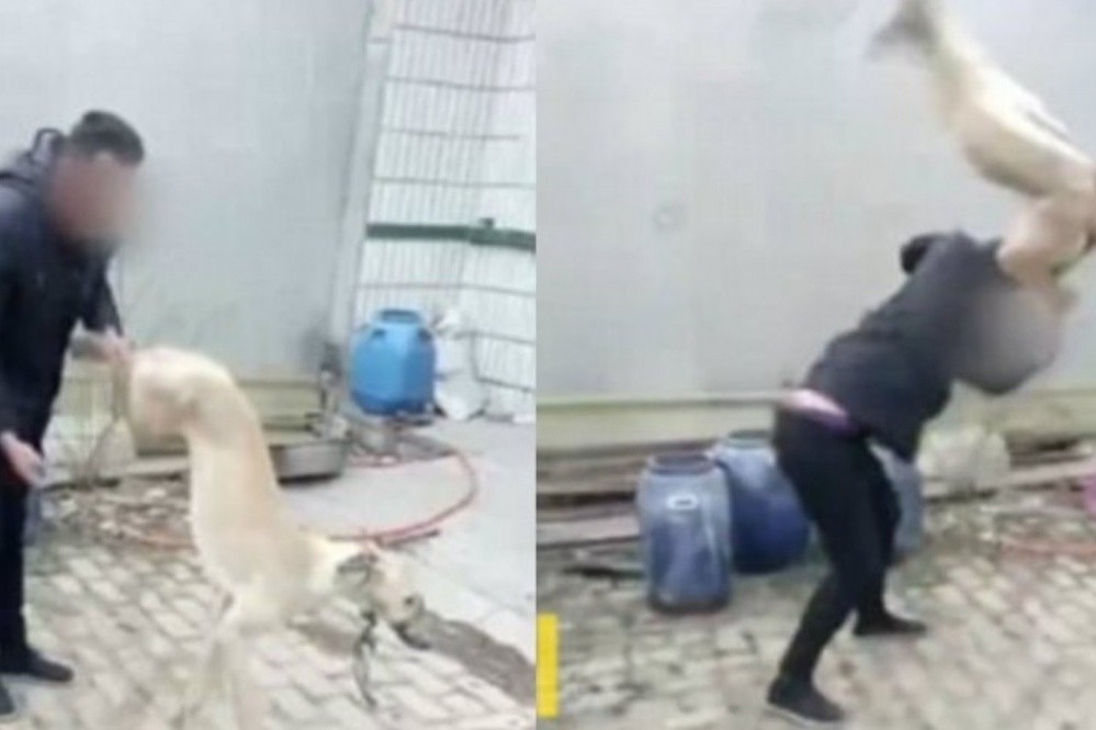 Video escalofriante: su galgo perdió una carrera en China y lo mató a golpes | Internacionales