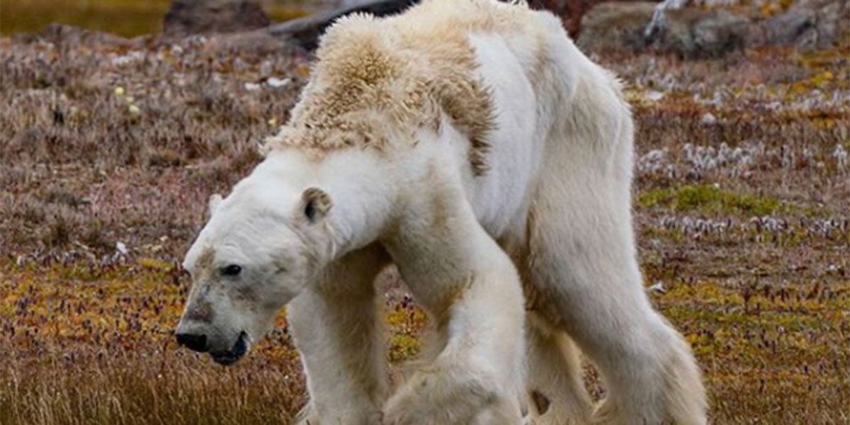 La agonía de un oso polar desnutrido que muestra el impacto del calentamiento global | Internacionales