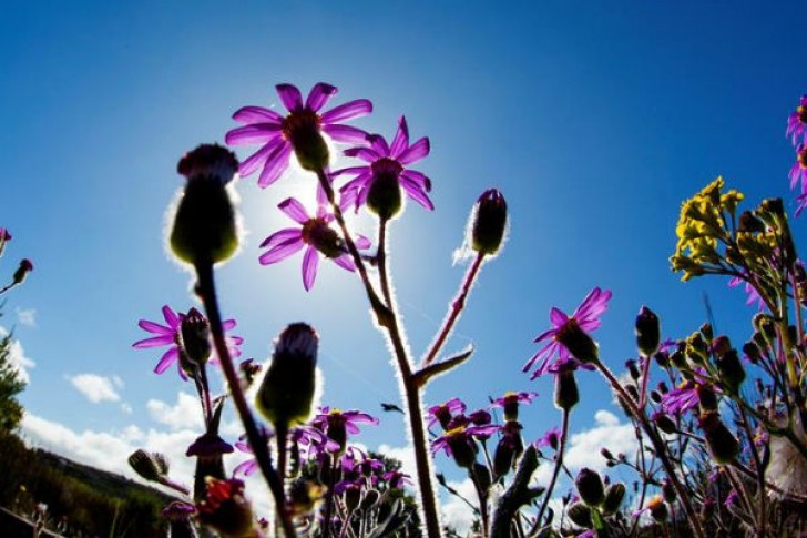 Descubren que las plantas también reaccionan a la anestesia | Internacionales