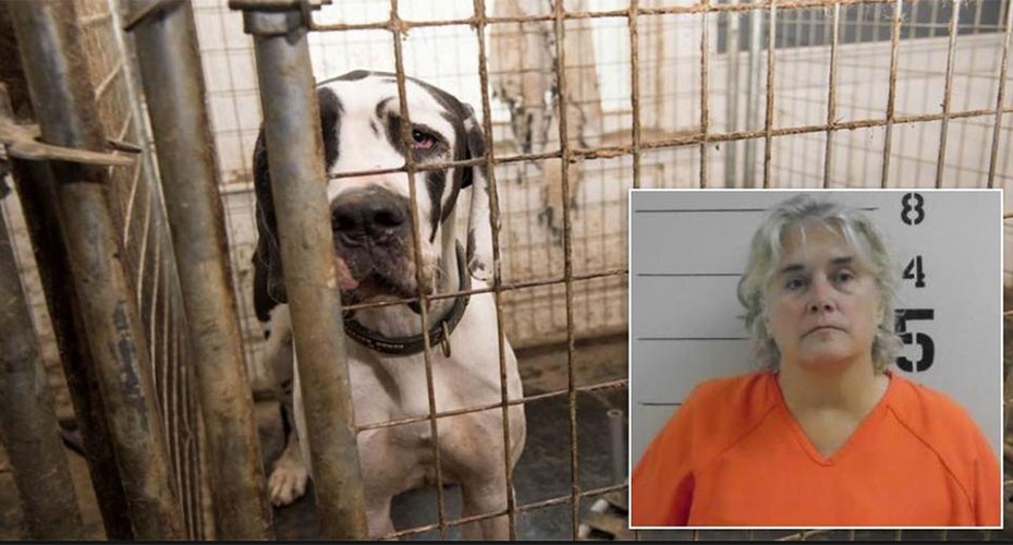 Condenaron por maltrato animal a una mujer que vivía con 84 perros hacinados en su mansión de EE.UU. | Internacionales