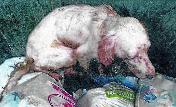 Maltrato animal: golpearon brutalmente a un perro y lo tiraron en un contenedor de basura | Internacionales