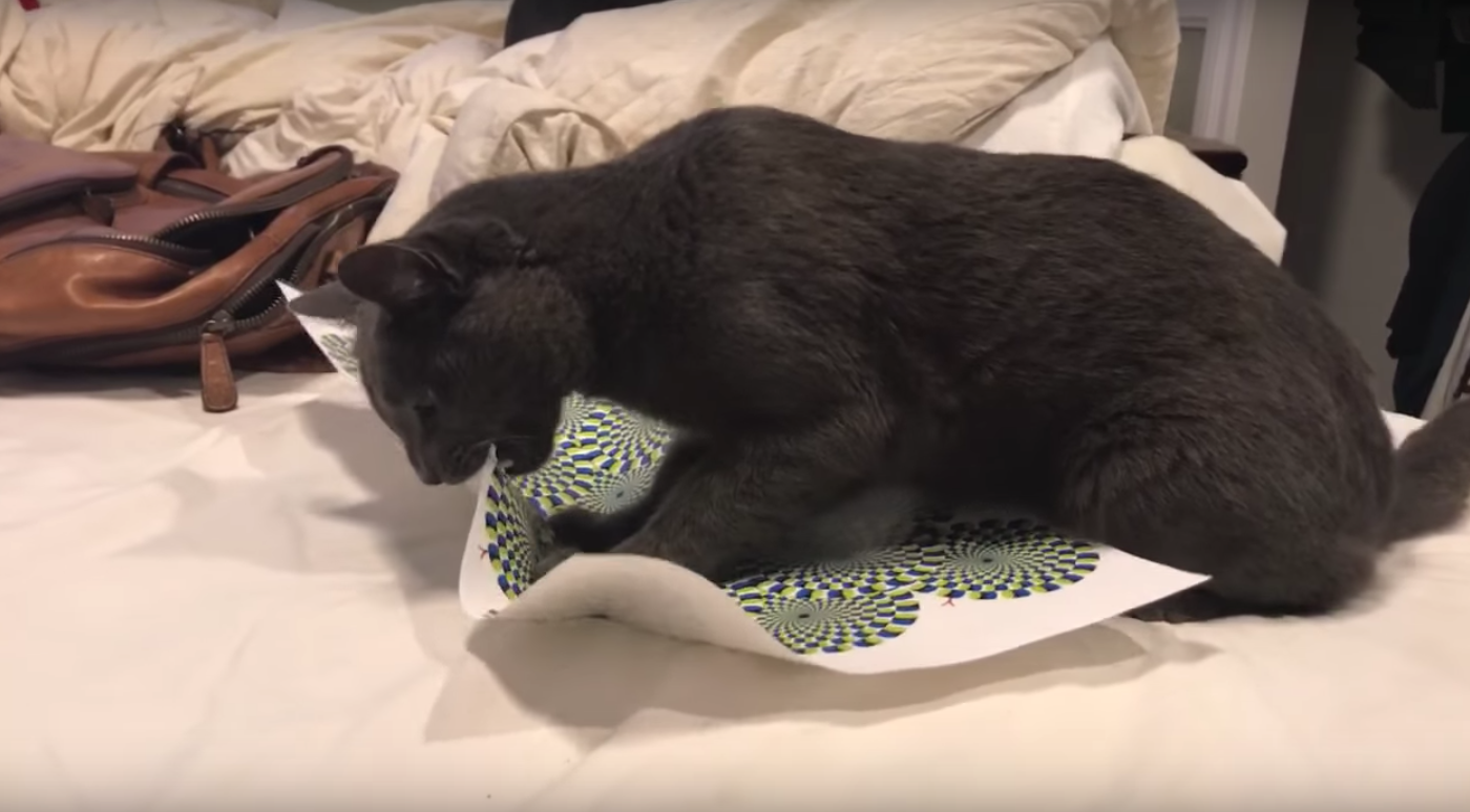 La reacción viral de este gato al enfrentarse a una ilusión óptica | Redes