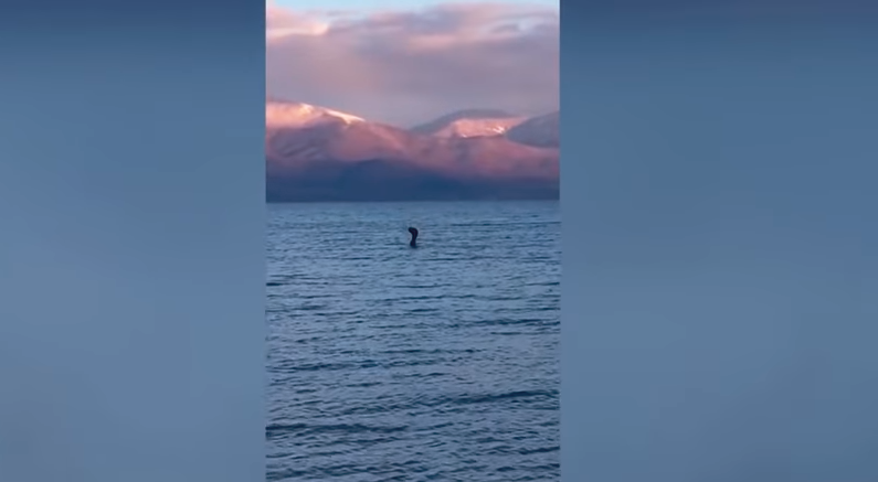 Video: descubren a una extraña criatura idéntica al monstruo del lago Ness | Redes