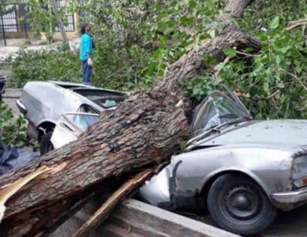 Estaba por vender el auto y se le cayó un árbol encima del vehículo | Actualidad
