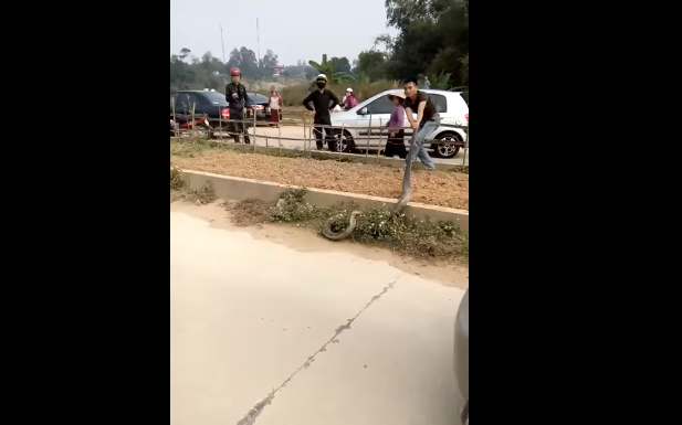 Video: una cobra gigante paralizó el tráfico en Vietnam | Redes