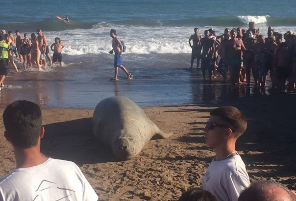 Un elefante marino sorprendió a todos en una playa de Mar del Plata | Redes