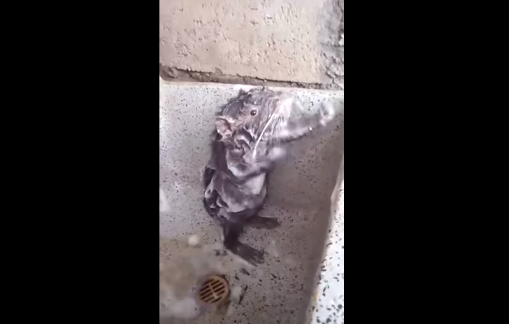 Un ratoncito que se ducha como un ser humano arrasa en las redes | Redes