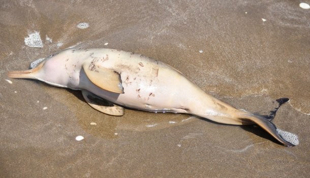 Aparecieron 14 delfines muertos en las playas del Partido de la Costa | Actualidad