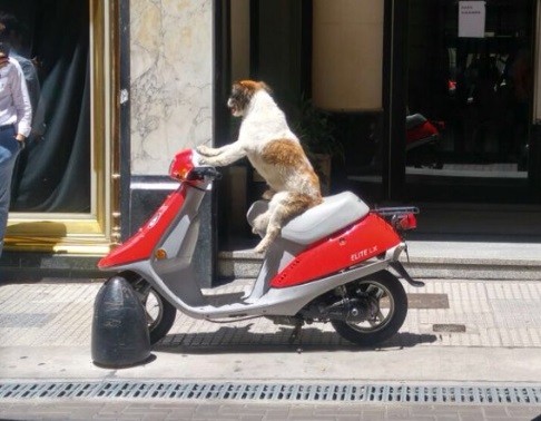 El perro en moto que enloquece a todos en las redes sociales | Redes