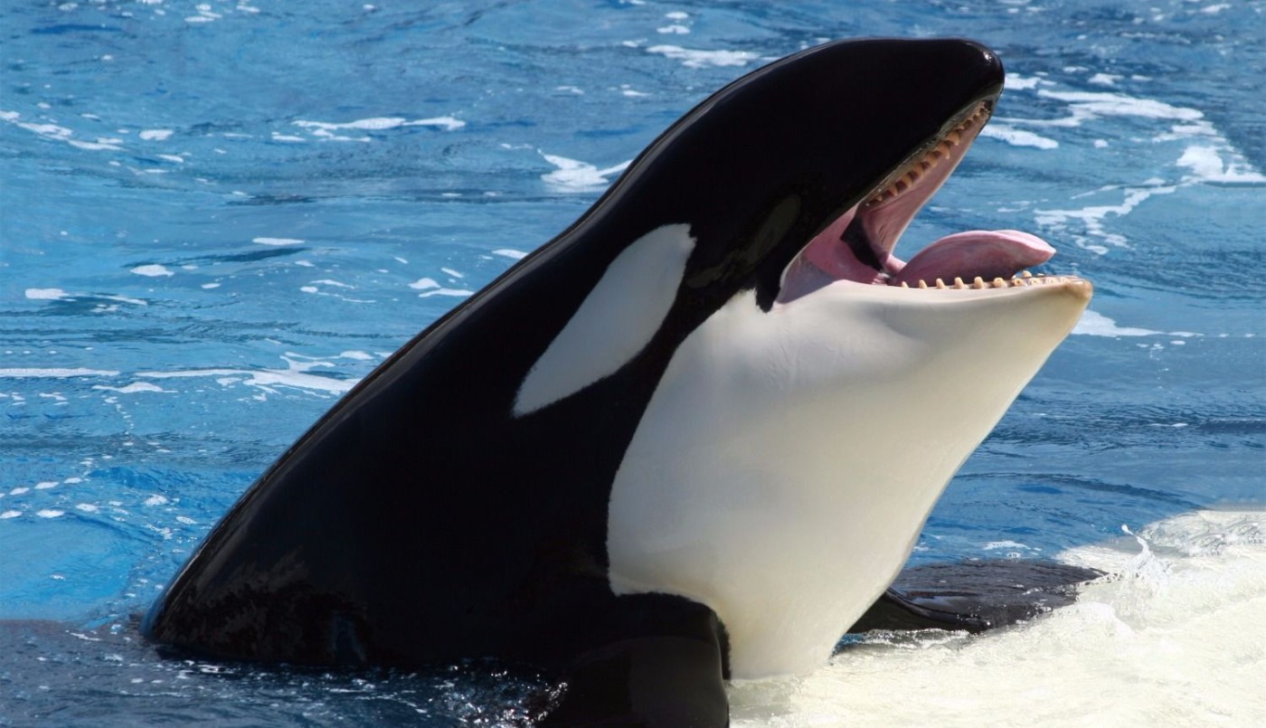 Asombroso: una orca logró imitar el lenguaje humano y aprendió a decir "hola" | Curiosidades