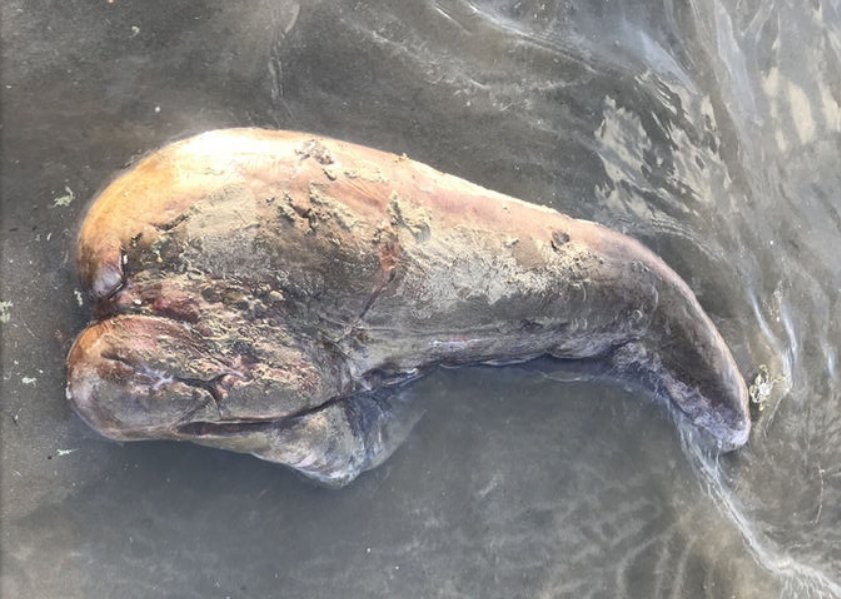 Misterio en Australia por la aparición de una extraña criatura marina | Curiosidades