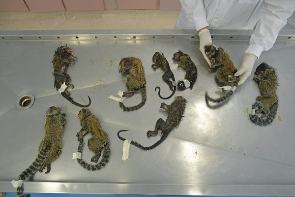 Reportaron la matanza de monos en Río de Janeiro por temor a la fiebre amarilla | Internacionales