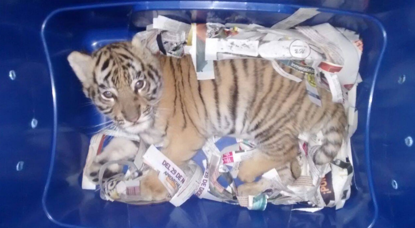 Encuentran un cachorro de tigre en un paquete de correo | Redes