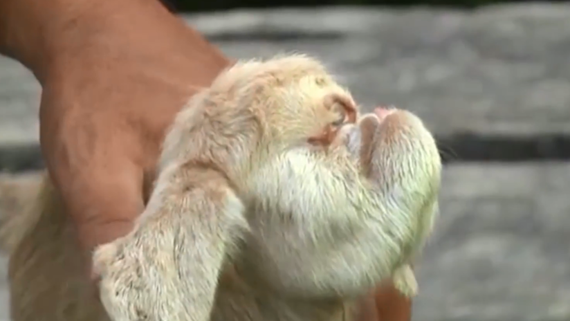 Malasia: nació una cabra "cíclope" | Redes